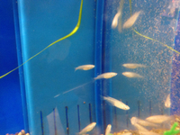 金魚入荷情報！