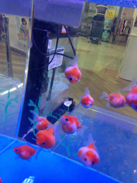 金魚入荷～！