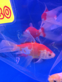 入荷＆いよいよ明日は、わんだふる！