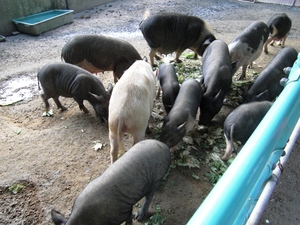 福知山動物園②