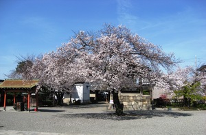 京都・東寺の桜