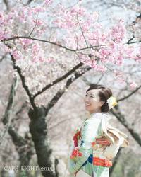 桜とともに。京都でのロケーション撮影