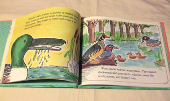 絵本 Leonard Kessler : Ducks Dont Get Wet