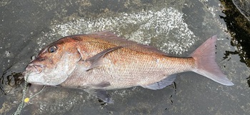 六甲磯釣クラブの月例会にて