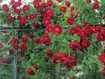 垣根のバラ