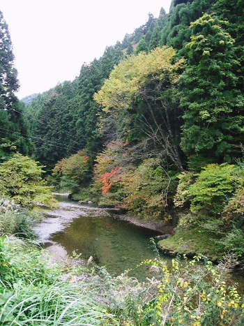 京都・薬草の森