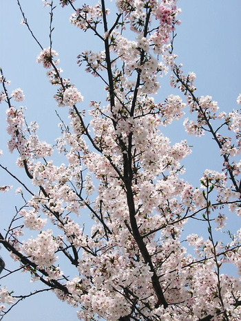 桜　咲きましたが・・