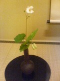 茶花