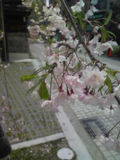 葉桜に・・・