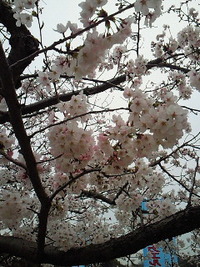 ４月になりました。