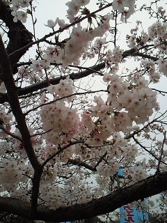 4月になりました。