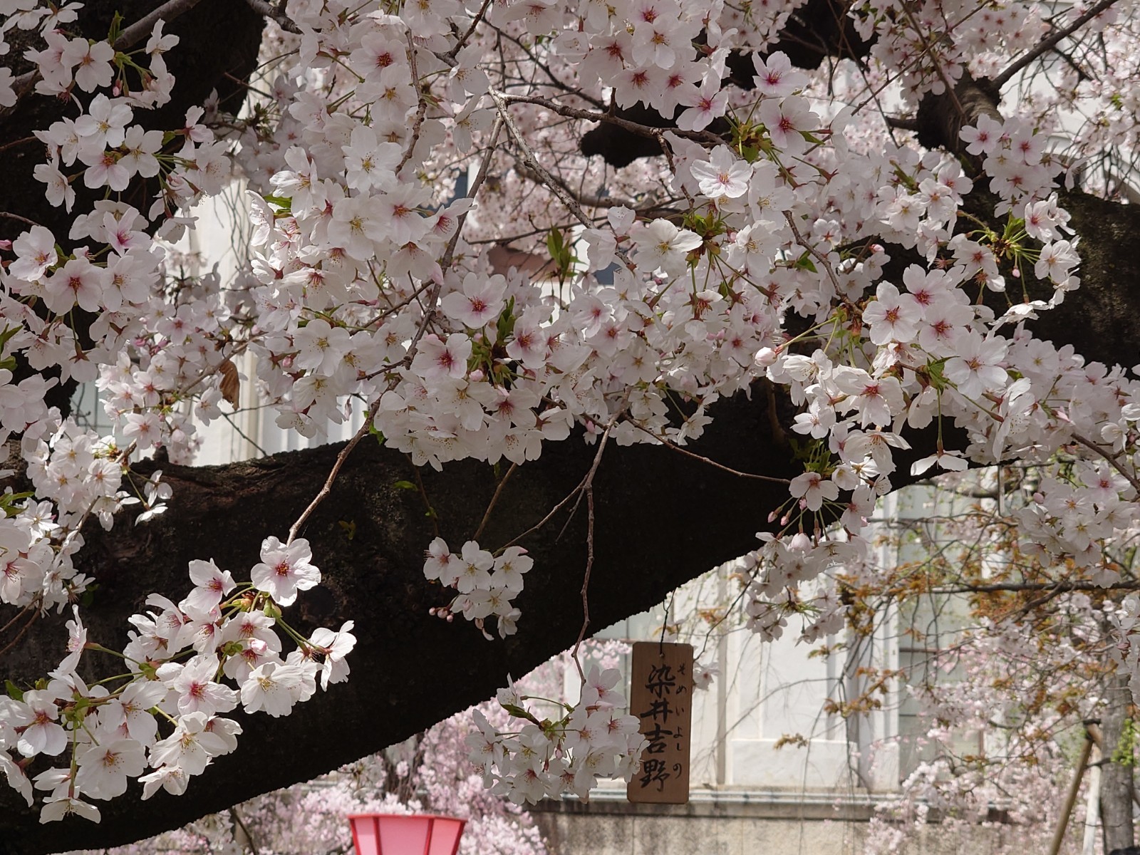 さくら桜サクラ　～大阪造幣局通り抜け～