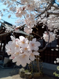 桜の花が儚く 桜の花が儚く