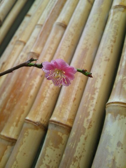 松竹梅の梅の花