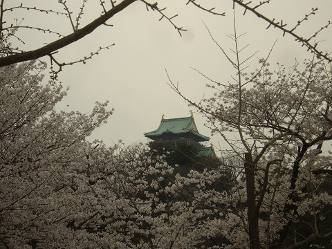大阪城の桜と桃花園