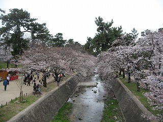 夙川の桜　春満開