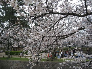 夙川の桜　春満開