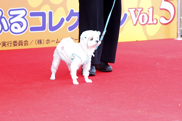 ファッションショーに参加されたワンちゃんをご紹介！