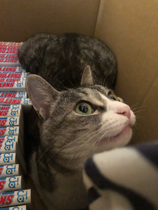 お引越し~(*´ω`*)! お引越し~(*´ω`*)!