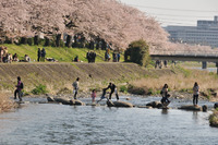 桜の写真　2012/4/14　京都