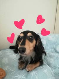 ♥️三田阪急最終日　わんこ留守番編♥️ 2019/07/09 10:42:36