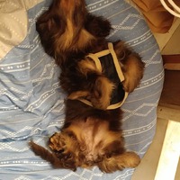 ♥️明日～営業時間♥️ 2020/08/02 18:01:15