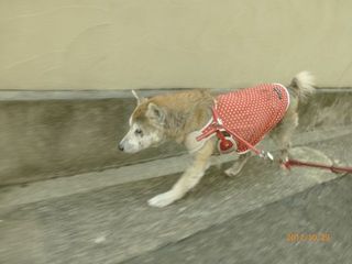 早いえみちゃん