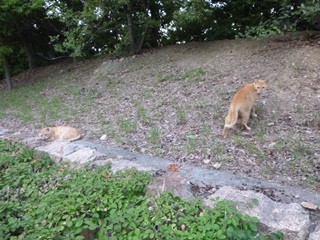 地域猫