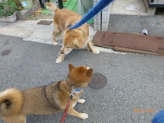 ゴールデンレトリバーにからかわれる柴犬