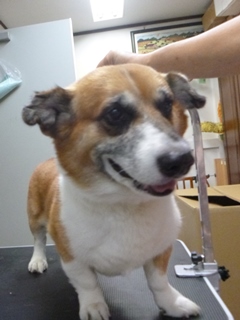 シャンプー