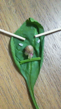 明日は棚おろし