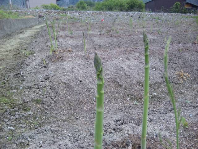 生産者を訪ねて　2012/05/10