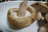 椎茸（しいたけ）