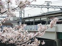 芦屋さくらまつり