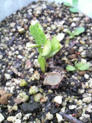 今さら芽が出た。