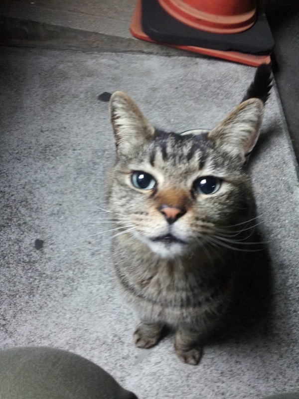 ニャンコに首ったけ