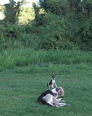 野犬？