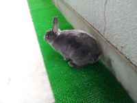 ココロン