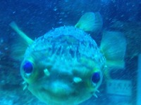 こぼんちゃん