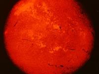その昔火星に生命が生存できる環境にあったことが確認された
