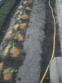  土を作り、えんどう豆を植えましょう。