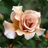 薔薇シーズン到来