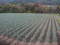 その栽培で大丈夫かしら