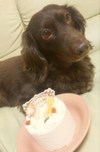 「アカン犬チョコ8才のお誕生日～の巻」犬用のバースデーケーキでお祝い(^^♪