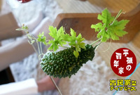 家庭菜園　《　ゴーヤ編　其の八　》