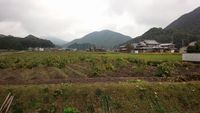 黒枝豆 2014/10/21 21:53:24