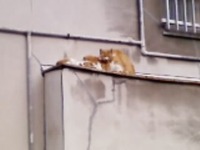 ネコの友達