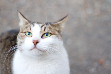 猫ぶろぐ.jpg