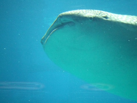 a0960_000612_m.jpg