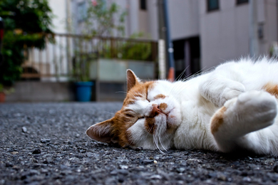 寝る　猫.jpg